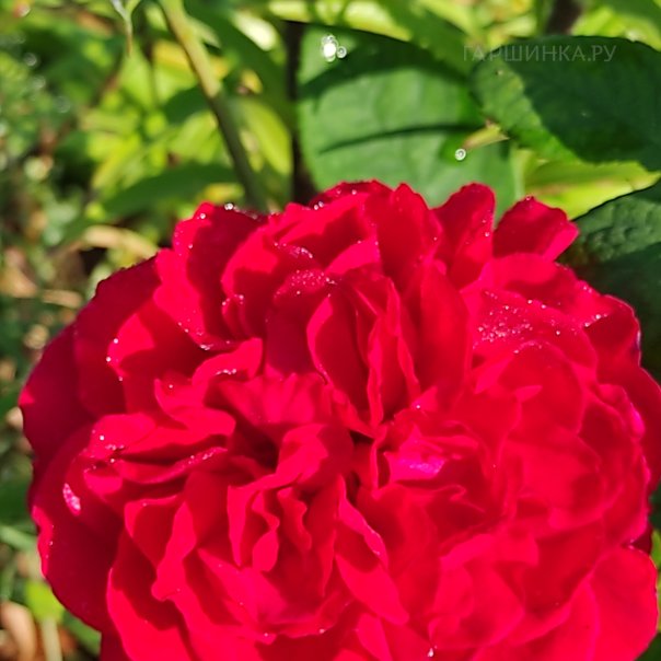 превью изображения отзыва