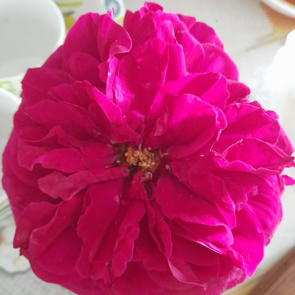 превью изображения отзыва