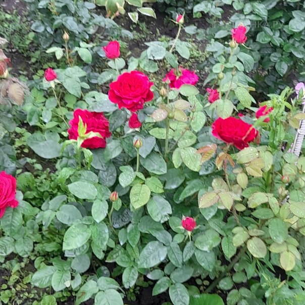 превью изображения отзыва