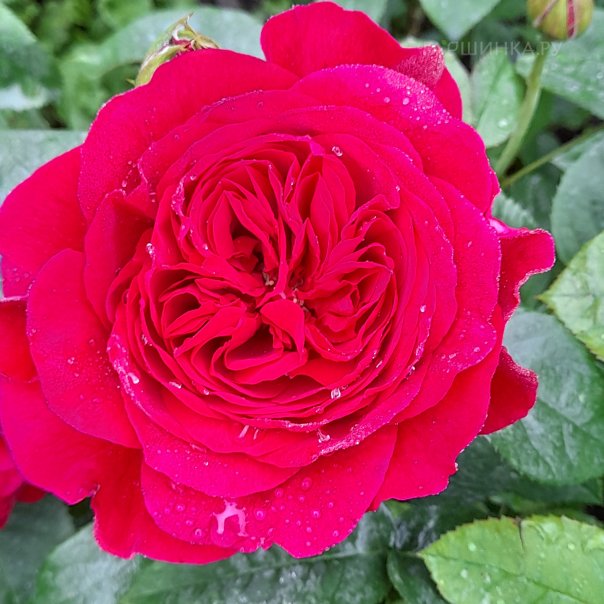 превью изображения отзыва