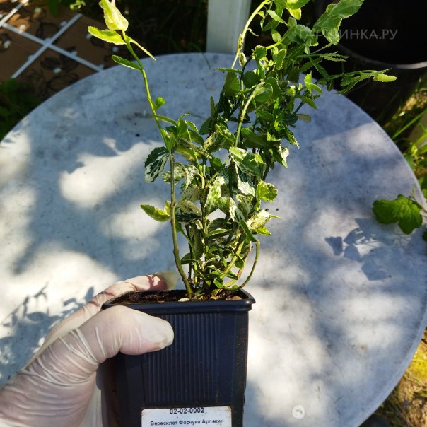 превью изображения отзыва