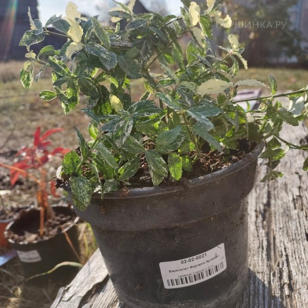 превью изображения отзыва