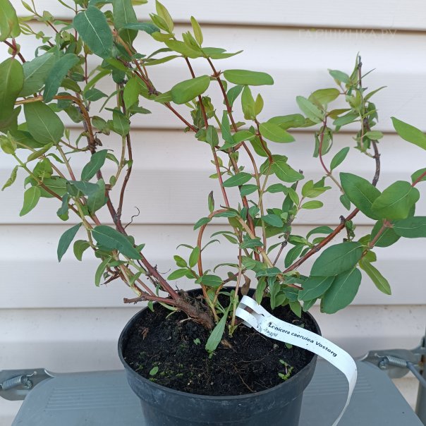 превью изображения отзыва