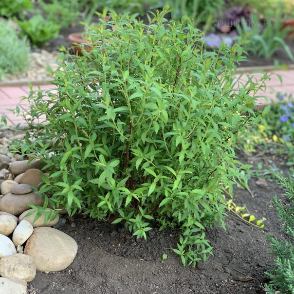 превью изображения отзыва