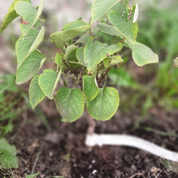 превью изображения отзыва