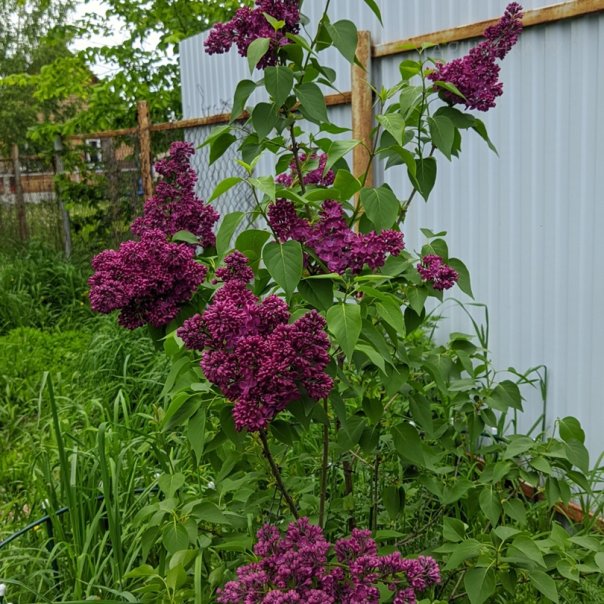 превью изображения отзыва