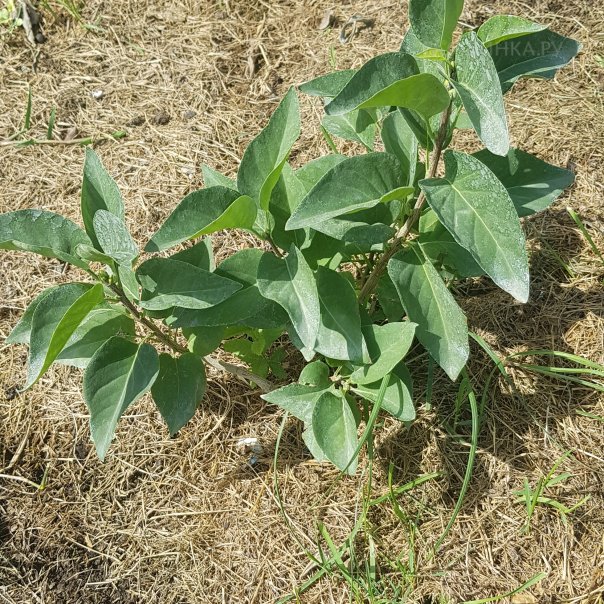 превью изображения отзыва