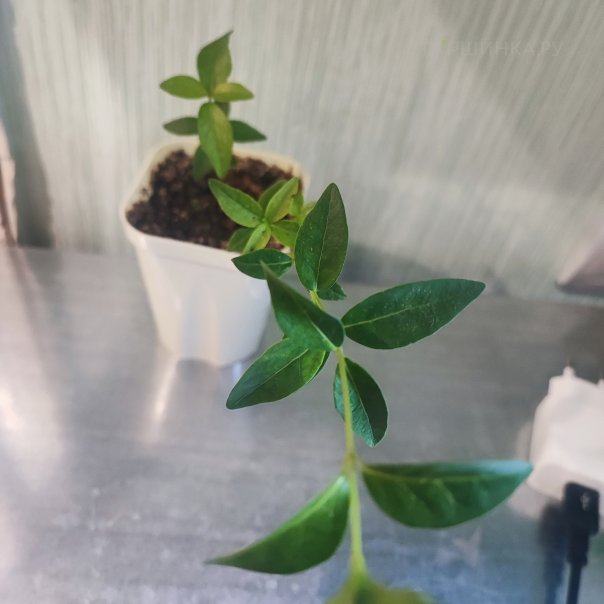 превью изображения отзыва