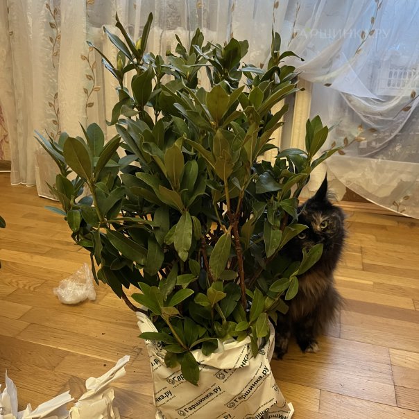 превью изображения отзыва