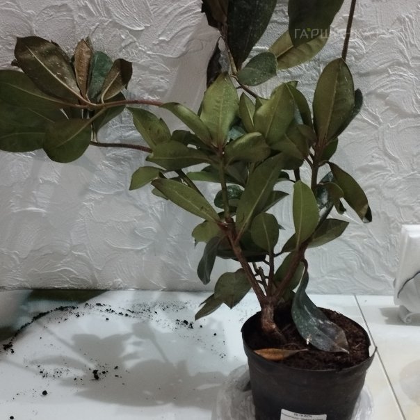 превью изображения отзыва