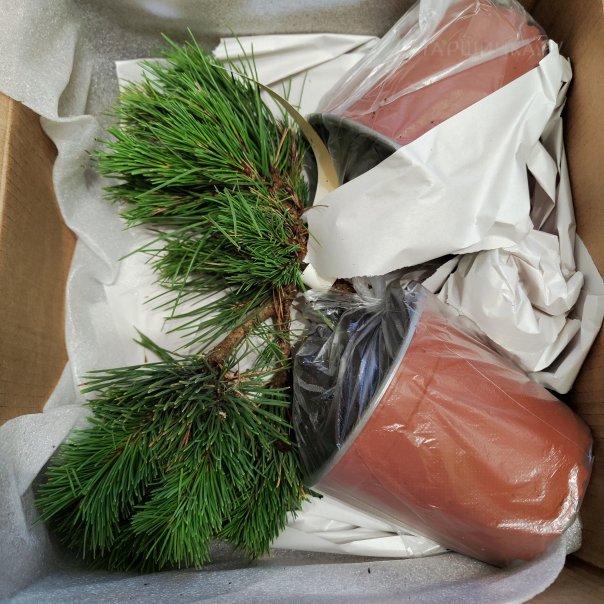 превью изображения отзыва