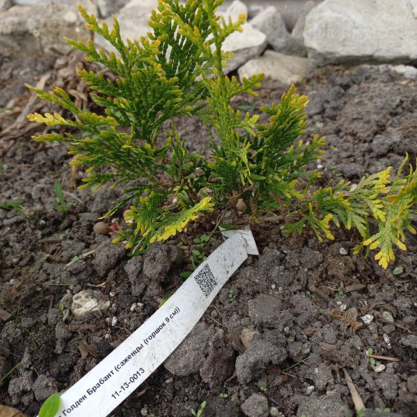 превью изображения отзыва