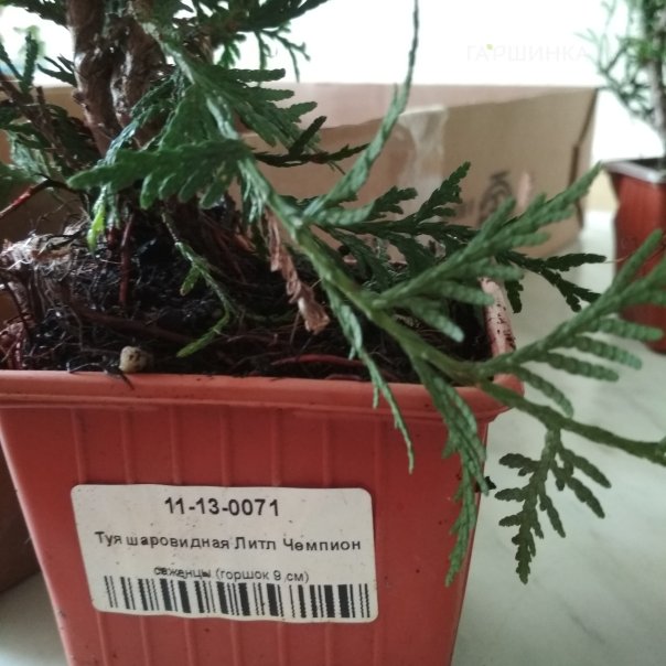 превью изображения отзыва