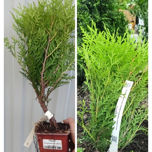 превью изображения отзыва