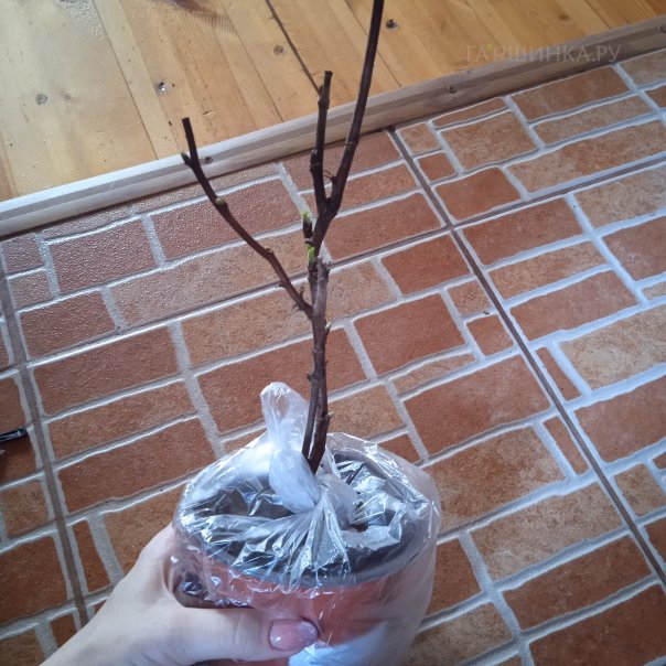 превью изображения отзыва