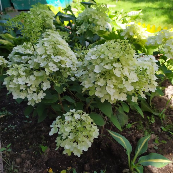 превью изображения отзыва