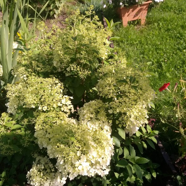 превью изображения отзыва