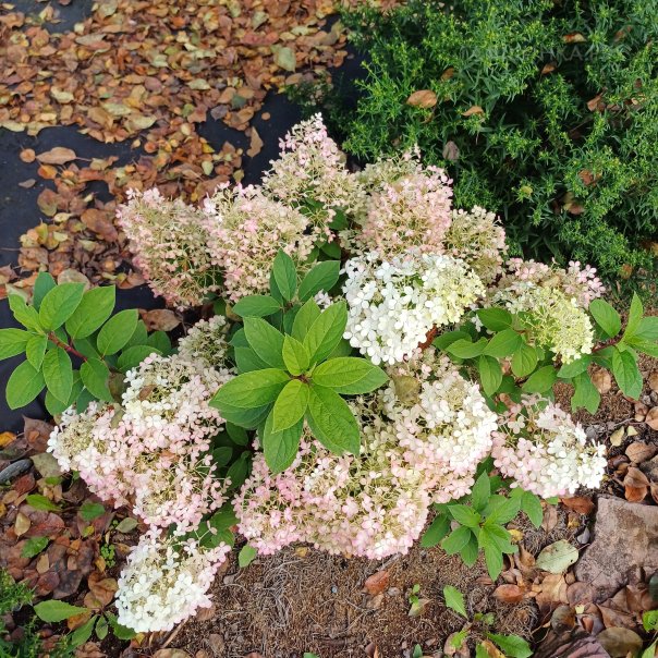 превью изображения отзыва