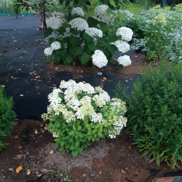 превью изображения отзыва