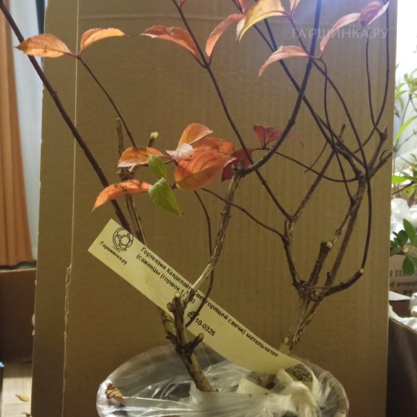 превью изображения отзыва