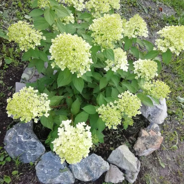 превью изображения отзыва