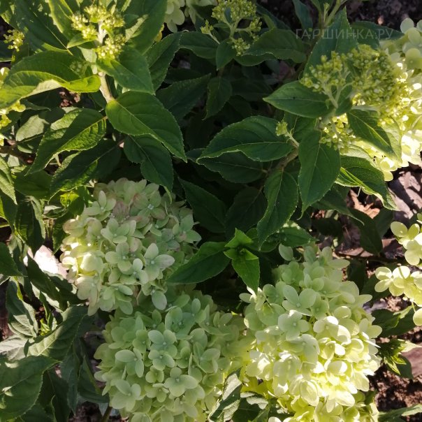 превью изображения отзыва