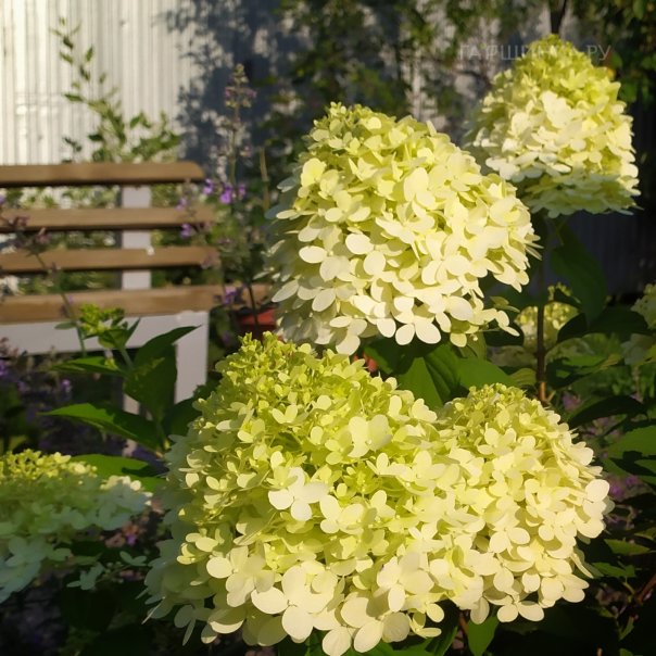 превью изображения отзыва