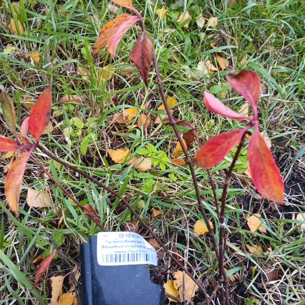 превью изображения отзыва