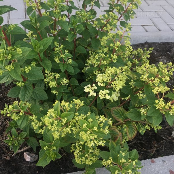 превью изображения отзыва