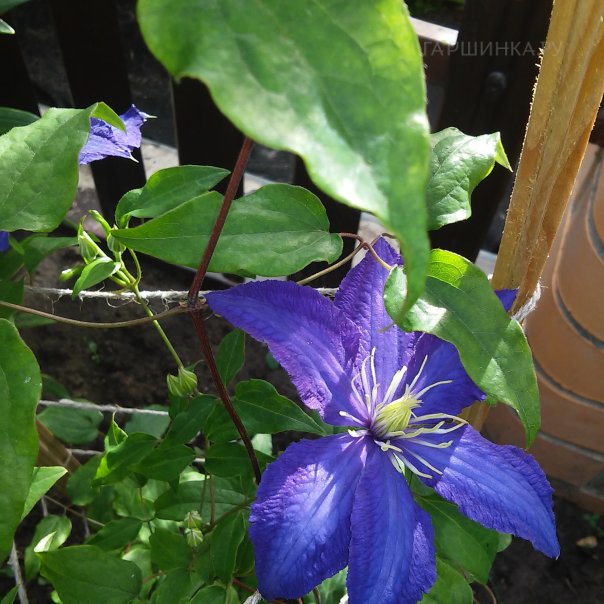 превью изображения отзыва