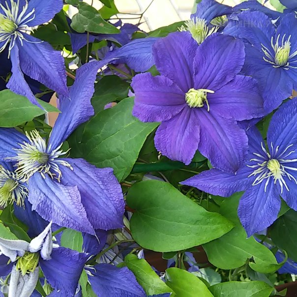 превью изображения отзыва