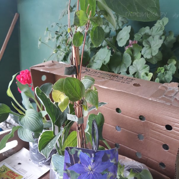 превью изображения отзыва