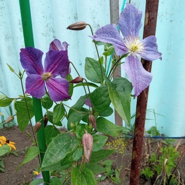 превью изображения отзыва