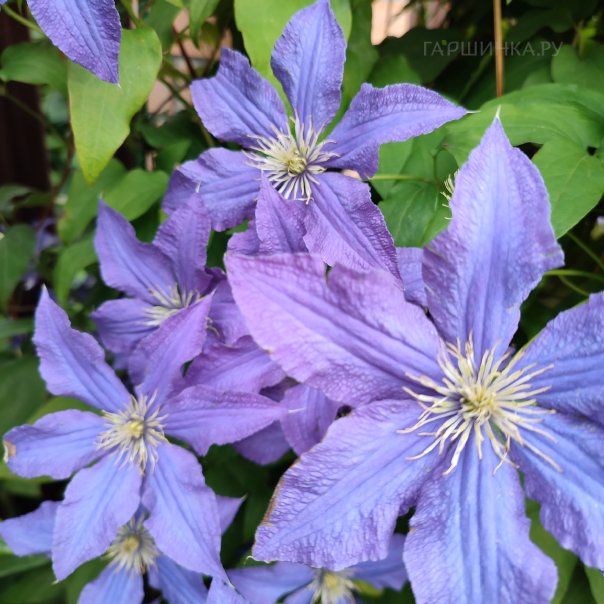 превью изображения отзыва