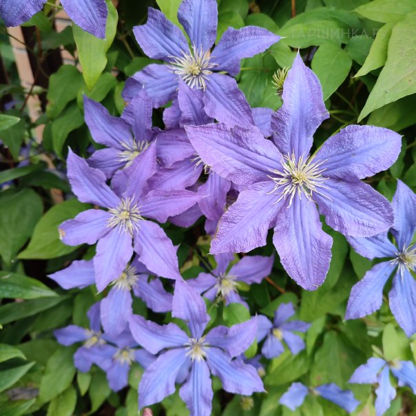 превью изображения отзыва