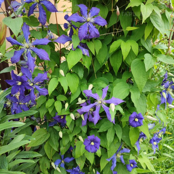 превью изображения отзыва