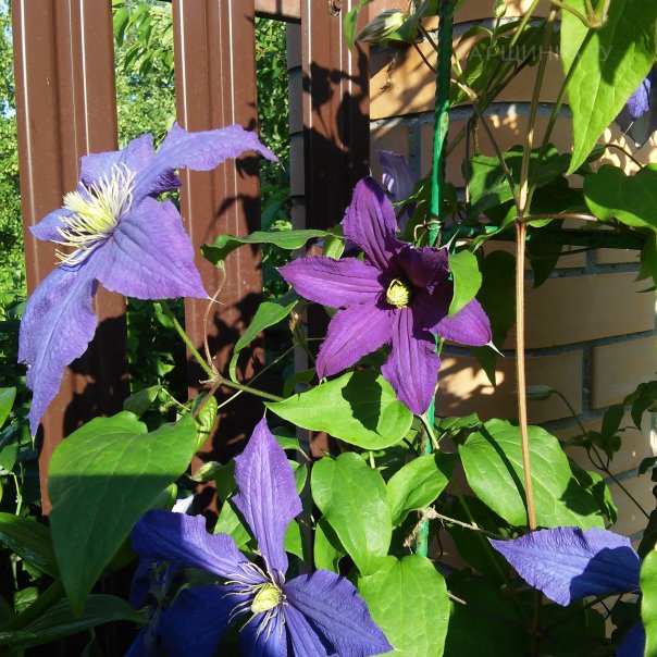 превью изображения отзыва