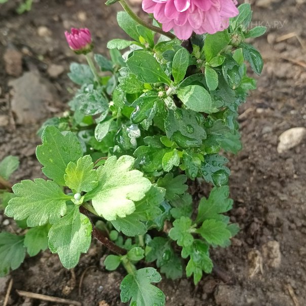 превью изображения отзыва