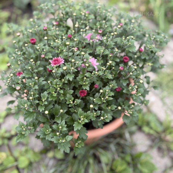 превью изображения отзыва