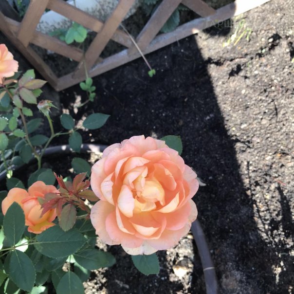 превью изображения отзыва