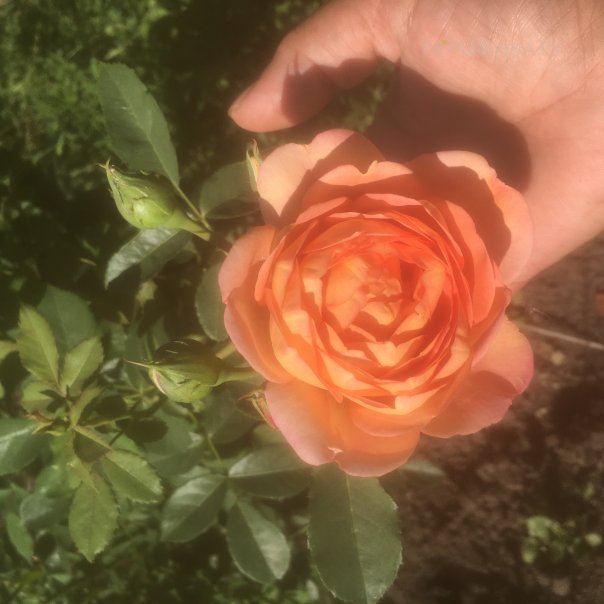 превью изображения отзыва