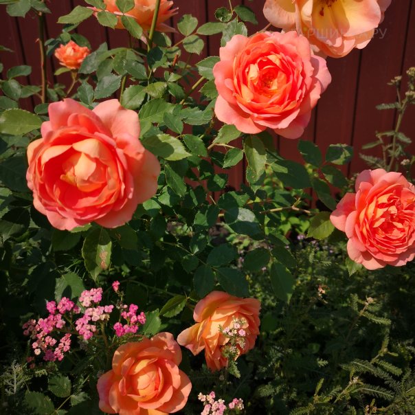 превью изображения отзыва