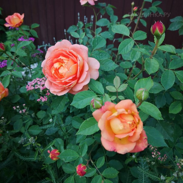 превью изображения отзыва