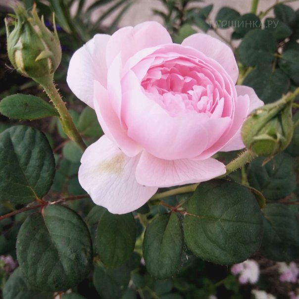 превью изображения отзыва