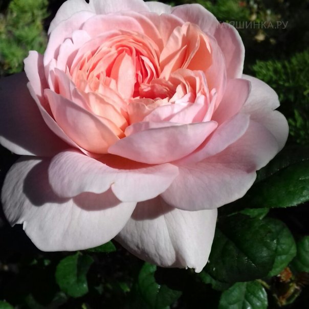 превью изображения отзыва