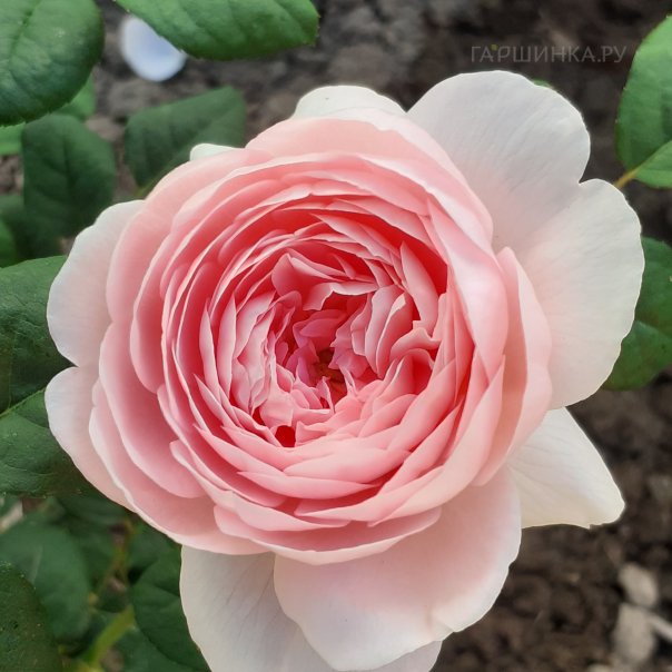 превью изображения отзыва