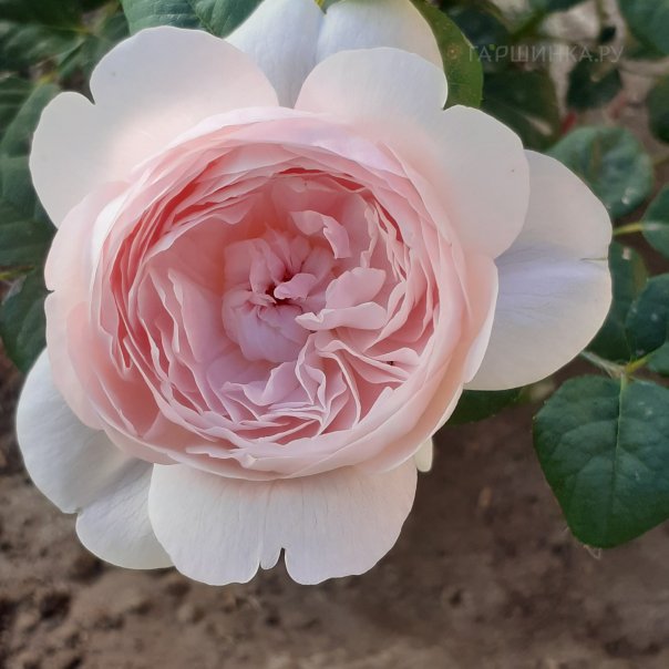 превью изображения отзыва