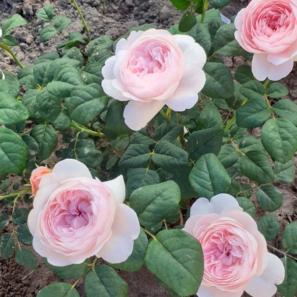 превью изображения отзыва