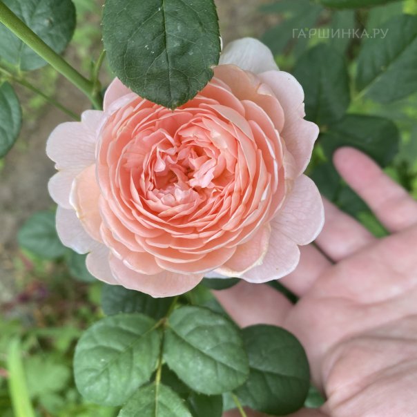 превью изображения отзыва