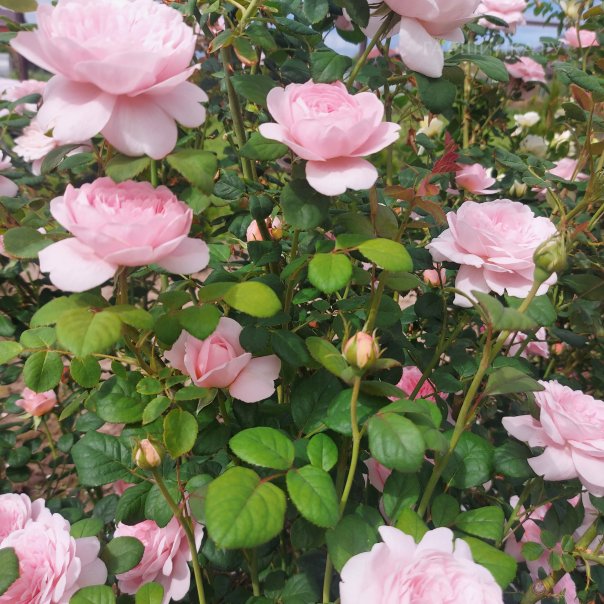 превью изображения отзыва